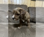 Small Photo #10 Poodle (Miniature) Puppy For Sale in AKELEY, MN, USA