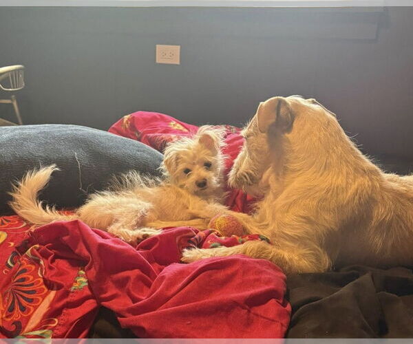 Medium Photo #3 Poodle (Miniature)-Unknown Mix Puppy For Sale in Rochester, NY, USA