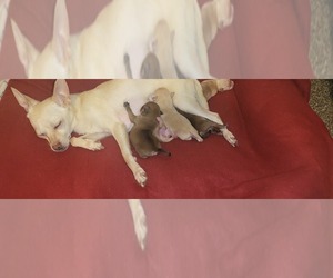 Chipin Puppy for sale in GRIFFIN, GA, USA