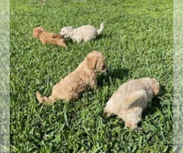 Medium Photo #4 Bichpoo Puppy For Sale in ETNA GREEN, IN, USA