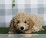 Small #1 Poodle (Miniature)