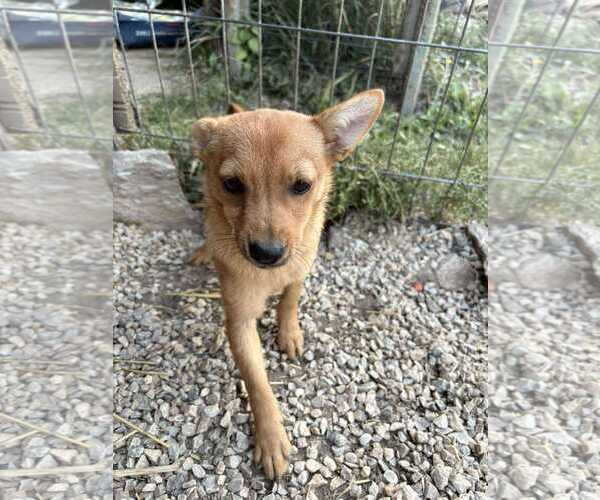 Medium Photo #3 Chihuahua-Unknown Mix Puppy For Sale in NYC, NY, USA