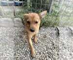 Small #2 Chihuahua Mix