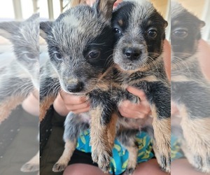 Australian Cattle Dog Puppy for sale in LUCERNE VALLEY, CA, USA