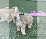 Small Photo #21 Shih-Poo Puppy For Sale in SAN DIEGO, CA, USA