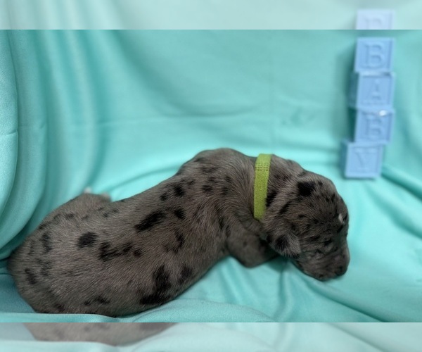 Medium Photo #1 Great Dane Puppy For Sale in MARSHVILLE, NC, USA