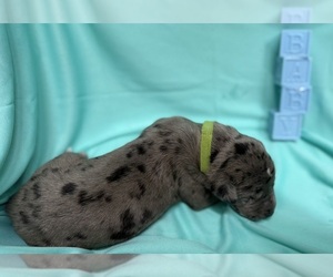 Great Dane Puppy for sale in MARSHVILLE, NC, USA