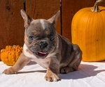 Small Photo #31 French Bulldog Puppy For Sale in GOSHEN, IN, USA