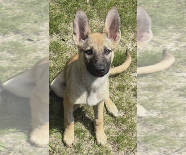 Medium Photo #2 Mutt Puppy For Sale in Andover, MN, USA