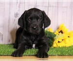 Small Photo #1 Rottle Puppy For Sale in FREDERICKSBG, OH, USA