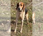 Small Photo #3 English Foxhound-Unknown Mix Puppy For Sale in Rustburg, VA, USA