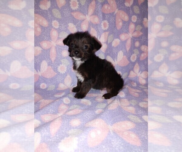Medium Photo #2 YorkiePoo Puppy For Sale in LAPEER, MI, USA