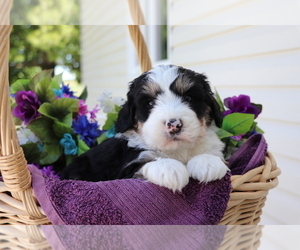 Miniature Bernedoodle Puppy for sale in SHILOH, OH, USA