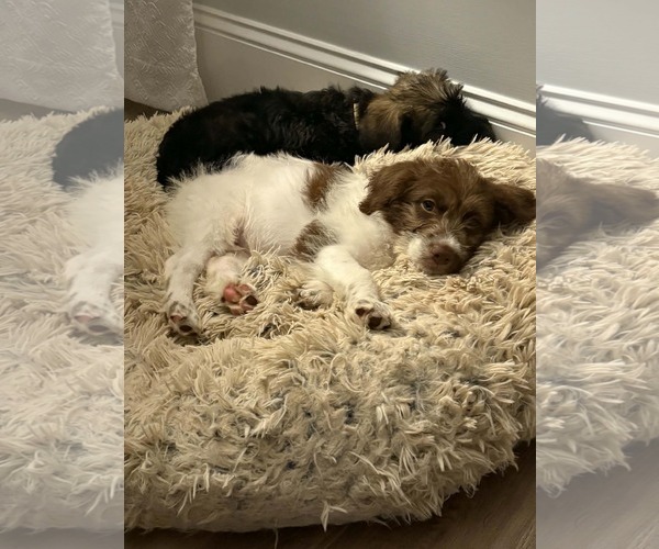 Medium Photo #4 Poodle (Standard)-Unknown Mix Puppy For Sale in Pacolet, SC, USA