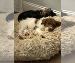 Small #3 Poodle (Standard) Mix