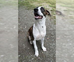 American Pit Bull Terrier-Unknown Mix Dogs for adoption in Glen Allen, VA, USA