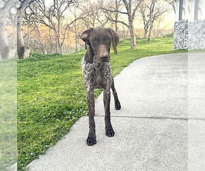 German Shorthaired Pointer Dogs for adoption in Menlo Park, CA, USA