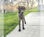 Small German Shorthaired Pointer