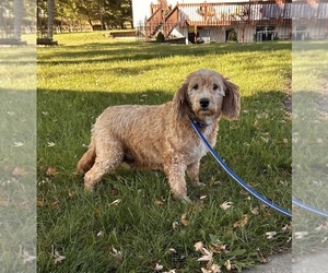 Mother of the Goldendoodle (Miniature) puppies born on 08/18/2025