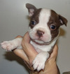 Small Photo #3 Boston Terrier Puppy For Sale in MULINO, OR, USA