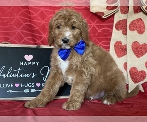 Goldendoodle Puppy for sale in LANCASTER, PA, USA