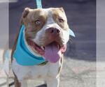 Small American Staffordshire Terrier Mix