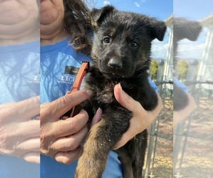 Medium German Shepherd Dog