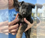 Puppy Dark Black Red German Shepherd Dog