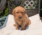 Puppy Benson Golden Retriever