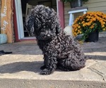 Puppy Rye Shih-Poo