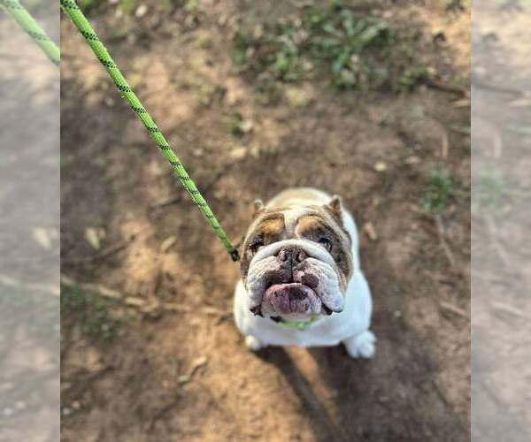 Medium Photo #8 Bulldog-Unknown Mix Puppy For Sale in New York, NY, USA