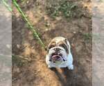 Small #7 Bulldog Mix
