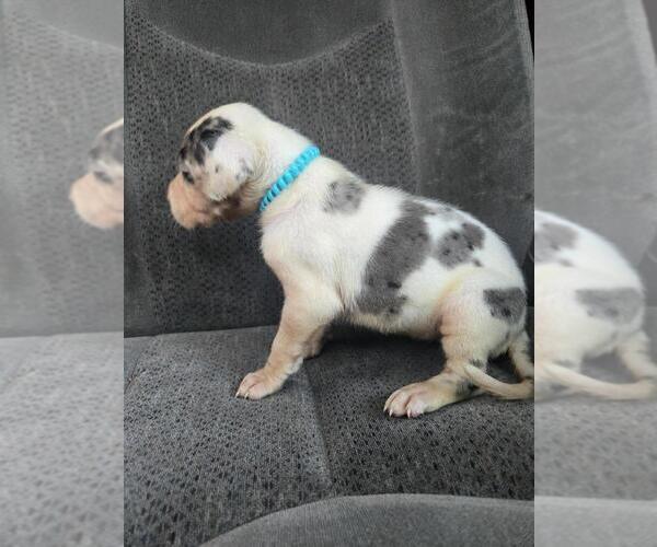 Medium Photo #2 Great Dane Puppy For Sale in MADISON, IN, USA
