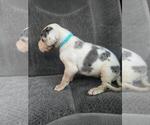 Small Photo #13 Great Dane Puppy For Sale in MADISON, IN, USA