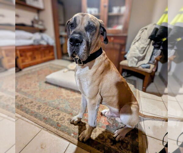 Medium Photo #12 Daniff Puppy For Sale in Vail, AZ, USA