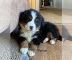 Small Photo #6 Bernese Mountain Dog Puppy For Sale in KILLBUCK, OH, USA