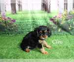 Small #13 Cavalier King Charles Spaniel