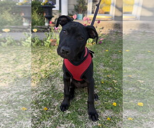 Australian Shepherd-Unknown Mix Dogs for adoption in Des Moines, IA, USA