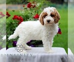 Small #3 Goldendoodle (Miniature)