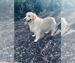 Small Photo #1 Golden Retriever Puppy For Sale in CLOVERDALE, CA, USA