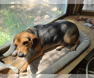 Beagle-Unknown Mix Dogs for adoption in Overland Park, KS, USA