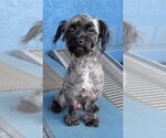 Oreo - Male Maltese-Unknown Mix Dog for Adoption - Small photo