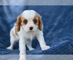 Small #4 Cavalier King Charles Spaniel