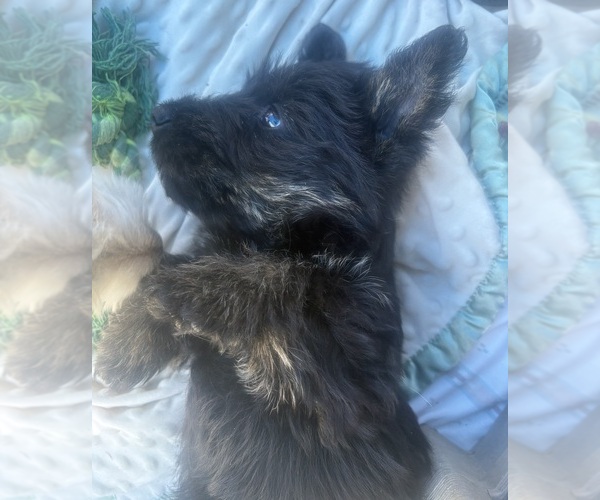 Medium Photo #1 Scottish Terrier Puppy For Sale in BEND, OR, USA