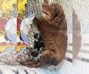 Mother of the Australian Shepherd puppies born on 03/17/2023