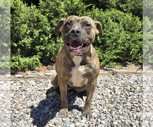 Medium Photo #2 American Staffordshire Terrier-Unknown Mix Puppy For Sale in Albuquerque, NM, USA