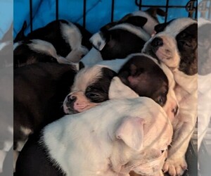 Boston Terrier Puppy for sale in STEPHENVILLE, TX, USA