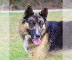 Small #3 German Shepherd Dog