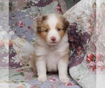 Small Photo #23 Miniature Australian Shepherd Puppy For Sale in HARRISON, OH, USA