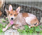Small #2 Red Heeler Mix